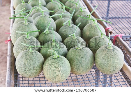 Collocate of harvested Japanese melons ready for packing