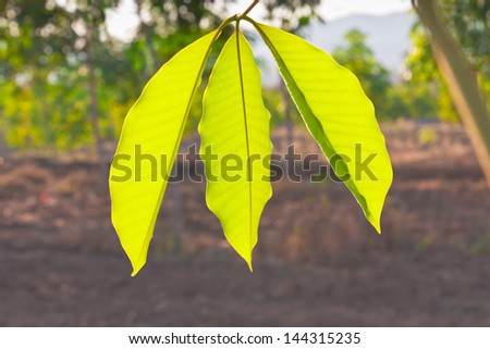 Three leaves of rubber tree under back light