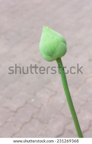 Young green budding lotus as the offering of buddhism worship
