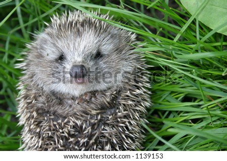 Small hedgehog rests upon herb