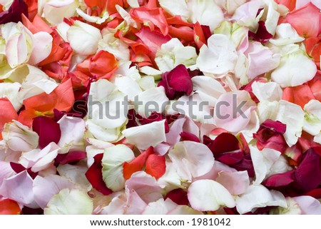 Rose background. The Petal of the roses. Wedding and valentine background.