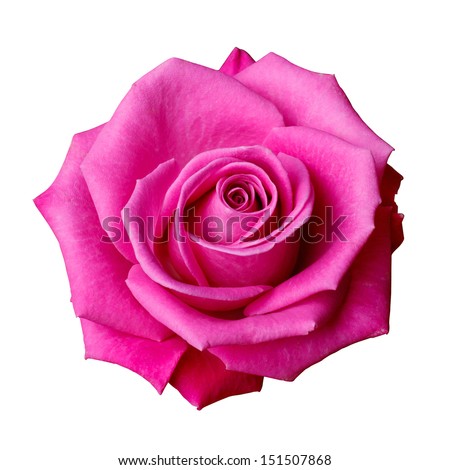 Isolated pink Rose