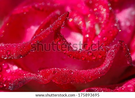 Red rose with drops of dew