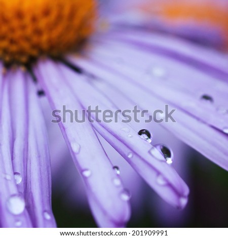 beautiful purple daisy with drops of dew