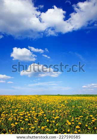 vertical landscape with blue sky, clouds and yellow flowers