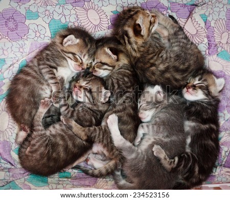 sleepy striped kittens