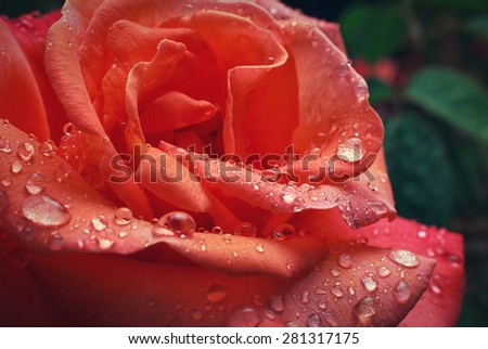 macro image of a red rose petals with dew drops