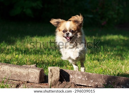 beautiful Pekingese dog playing and jumping on a nature  background
