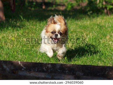 beautiful Pekingese dog playing and jumping on a nature  background