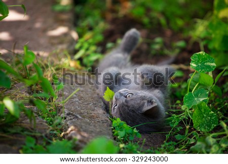 Cute little cat playing lying on his back on the grass