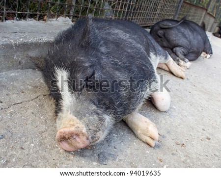 Vietnamese pigs sleep