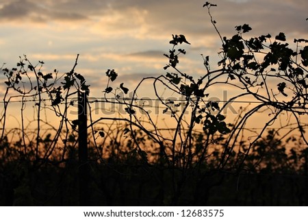 Vineyard in Australia\'s Hunter Valley