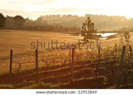 Vineyard at Dawn - Hunter Valley, Australia