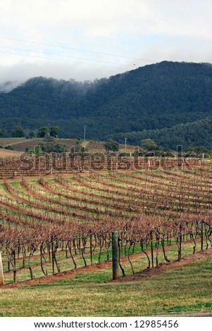 Vineyard in the Hunter Valley