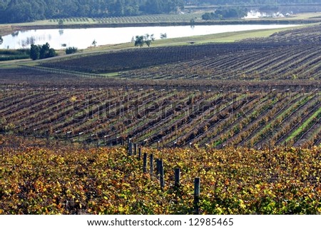 Vineyard in the Hunter Valley