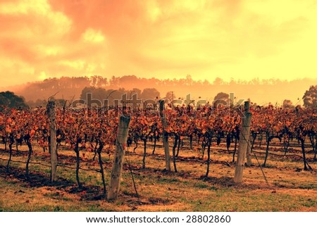 Vineyard in Australia\'s Hunter Valley