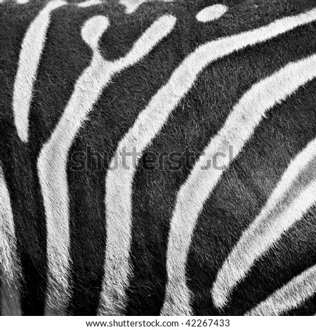 free clip art zebra. about clipart of zebraaug