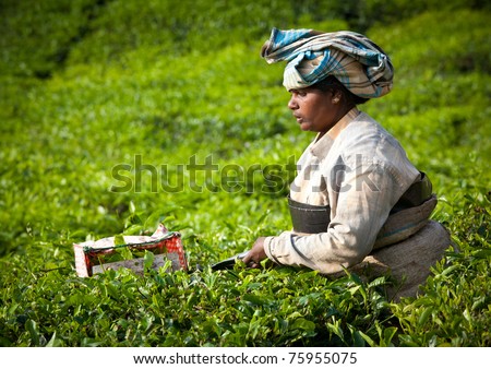 MUNNAR, INDIA - DECEMBER 7: An unidentified woman picks tea leaves on a tea plantation on December 7, 2010 in Munnar, Kerala, India Munnar is best known as India\'s tea capital.