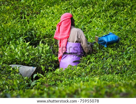 Woman picking tea leaves in a tea plantation - Munnar, Kerala, India