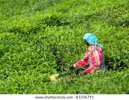 MUNNAR, INDIA - DECEMBER 7 : Unidentified woman picks tea leaves in a tea plantation on December 7, 2010 in Munnar, Kerala, India.  Munnar is best known as India\'s tea capital.