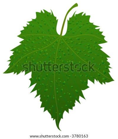 Grape Leaf Illustration