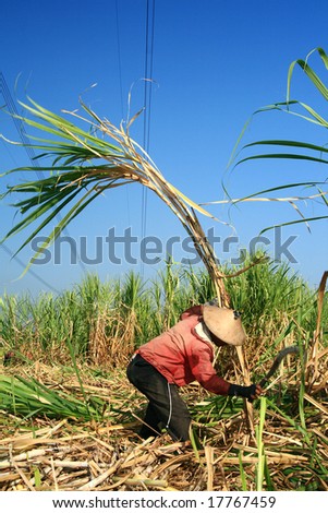 Man harvesting the sugarcane crop