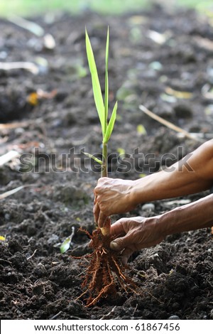 Gardener planting a new plant