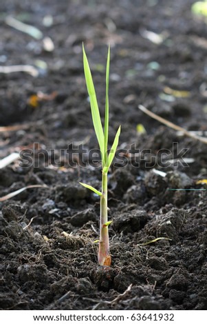 new beginning. A fresh, seed-cane growing in the plantation field.