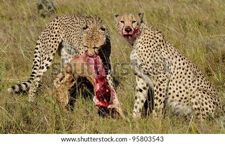 Two Cheetah brothers make a kill and eat in Africa