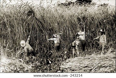 Vintage Photo of Farmers Clearing Out The Grass