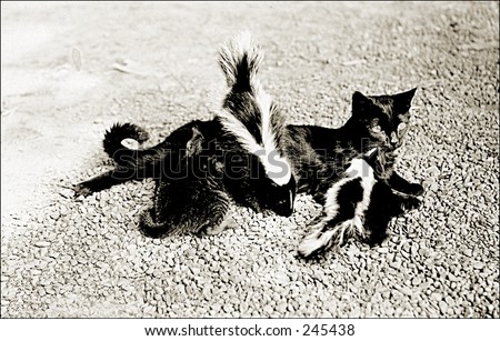 Vintage Photo of a Mother Cat With Adopted Skunk Babies