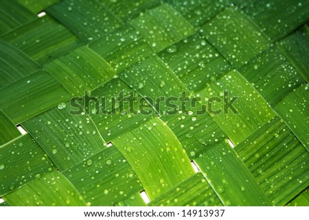 Green network leaf with rain droplets