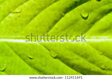 Foundation of fresh yellow leaf photographed up close