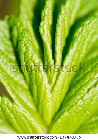 Abstract green plant in the vertical