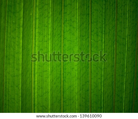Dark green leaf texture with fresh back lighting
