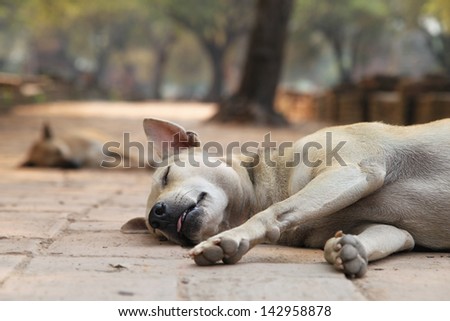 sleeping stray dogs in the shadows of Wat Phra Si Sanphet in historical park in Ayutthaya (ancient capital of Thailand)