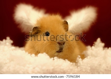 Angel Guinea Pig