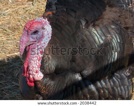 Bird Turkey