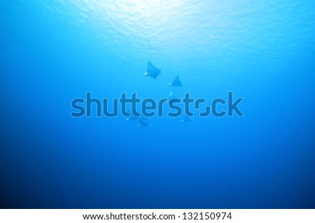 Seven Spotted Eagle Rays (Aetobatus Narinari) in the Distance against the Surface, Cozumel, Mexico