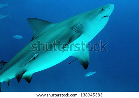 Bull Shark (Carcharhinus Leucas), Playa del Carmen, Mexico