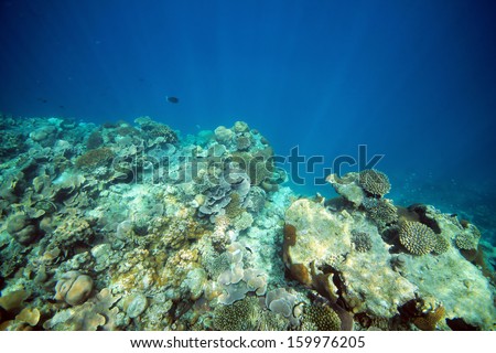 Corals at Bodufinolhu (Fun Island) House Reef, South Male Atoll, Maldives