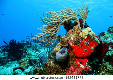 Colorful Corals against Blue Water and Surface, Cozumel, Mexico