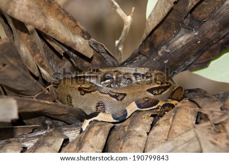 Boa Constrictor (Boa Constrictor), Corcovado National Park, Costa Rica