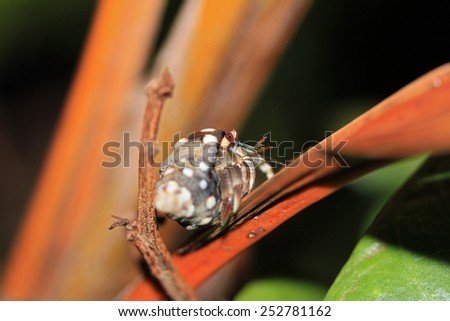 Unidentified Hermit Crab, Drake Bay, Osa Peninsula, Costa Rica