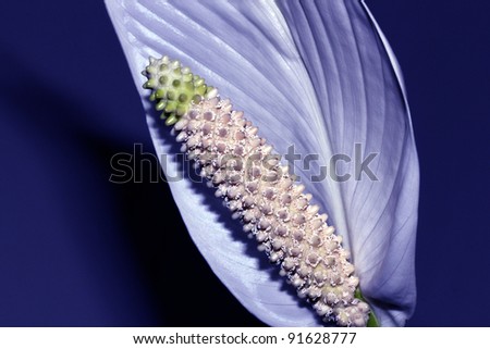 Close-up of Peace Lily
