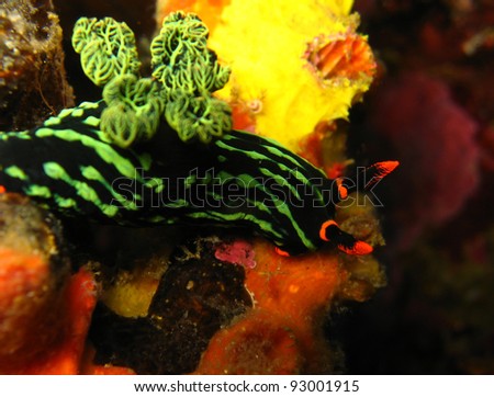 Variable Neon Slug (Nembrotha Kubaryana), Malapascua, Philippines