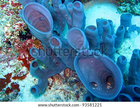Blue Sponge, Mnemba, Zanzibar, Tanzania