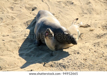 Elephant Seal Couple Fighting on the Shore, Piedras Blancas, California, USA