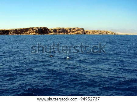 Bottlenose Dolphins at Ras Mohammed, Egypt