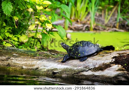 Black river turtle (Rhinoclemmys funerea), rests on a log in the